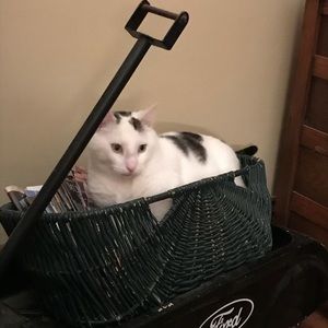 Meet your Posher, Lisa